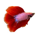 A vibrant red double tail betta male fish with flowing fan-like fins and a pinkish body