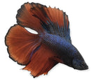 A vibrant double tail betta male with flowing deep orange and black fins and a dark blue body