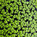 Duckweed (Lemma Minor) - AquaticMotiv