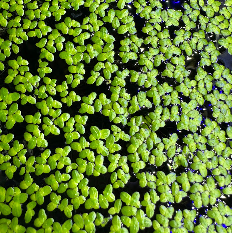 Duckweed (Lemma Minor) - AquaticMotiv