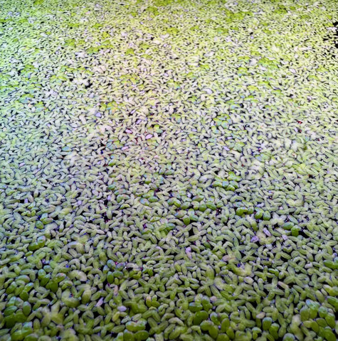 Green duckweed (Lemna minor) mat on water surface