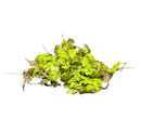 Duckweed Lemma Minor green aquatic plant bundle for aquariums