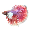 A vibrant dumbo ear betta male fish with flowing multicolored fins in shades of pink purple and white
