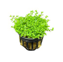 Dwarf Baby Tears Hemianthus Callitrichoides in black pot with gold accents