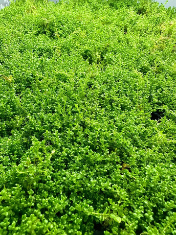 Vibrant green Dwarf Baby Tears Hemianthus Callitrichoides plant in pot