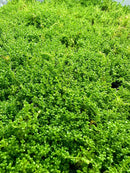 Vibrant green Dwarf Baby Tears Hemianthus Callitrichoides plant in pot