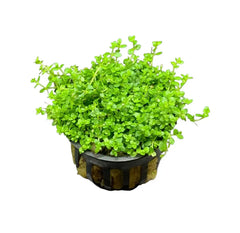 Dwarf Baby Tears Hemianthus Callitrichoides green leafy aquatic plant in black pot