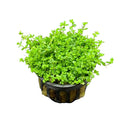 Dwarf Baby Tears Hemianthus Callitrichoides green leafy aquatic plant in black pot