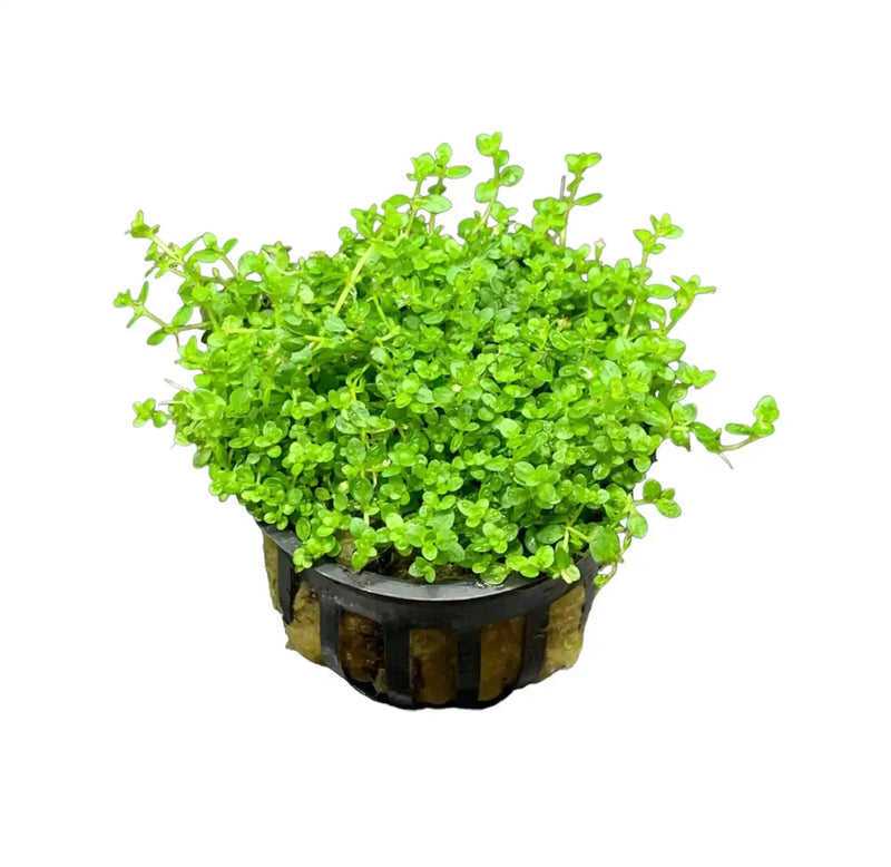 crying plant Dwarf Baby Tears Pot Compact Carpet Plant