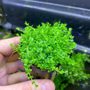 Dwarf Baby Tears Hemianthus Callitrichoides green aquatic plant in hand
