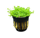 Black hydroponic pot of Dwarf Baby Tears Hemianthus Callitrichoides green aquatic plant