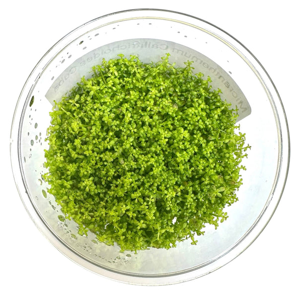 Dwarf Baby Tears Tissue Culture - [AquaticMotiv]