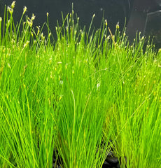 Dwarf Hairgrass Eleocharis Parvula green aquatic plant in aquarium