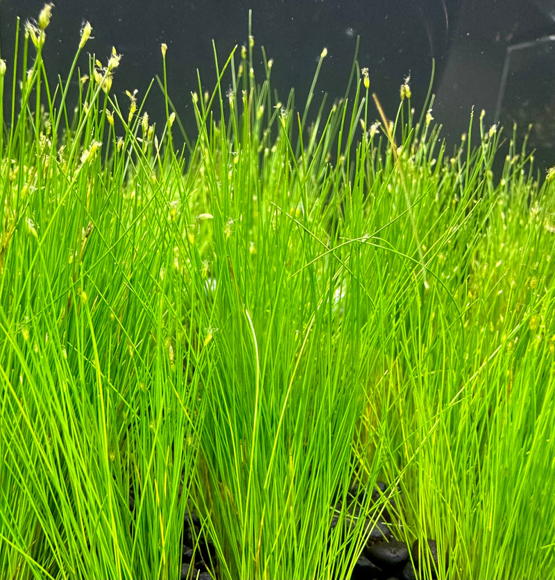 Dwarf Hairgrass (Eleocharis Parvula) - [AquaticMotiv]