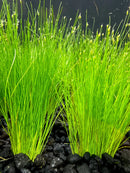 Vibrant Dwarf Hairgrass Eleocharis Parvula in black gravel base