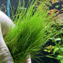 Vibrant green Dwarf Hairgrass Eleocharis Parvula with feathery leaves
