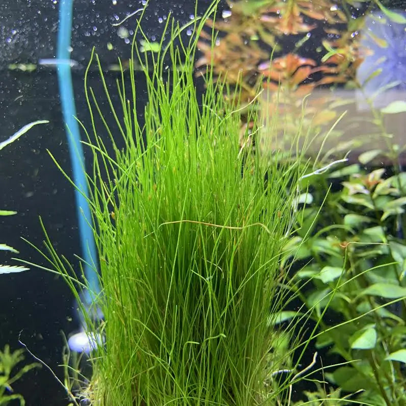 Dwarf Hairgrass Pot Easy Carpet Aquarium Plant