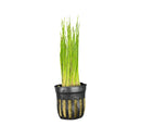 Dwarf Hairgrass (Eleocharis Parvula) Pot - [AquaticMotiv]