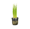Black plastic pot of Dwarf Hairgrass Eleocharis Parvula aquatic plant