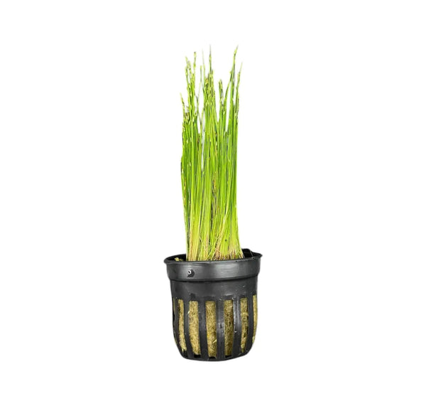 Black plastic pot of Dwarf Hairgrass Eleocharis Parvula aquatic plant