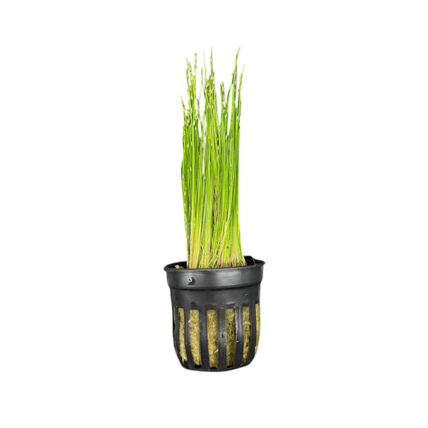Underwater Treasures Green Hairgrass Artificial Aquarium Plant - 24" Tall, Safe For Fresh & Saltwater