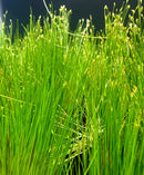 Dwarf Hairgrass Eleocharis Parvula pot with green grass and white flowers