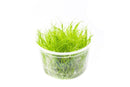 Dwarf hairgrass UNS Tissue Culture - AquaticMotiv