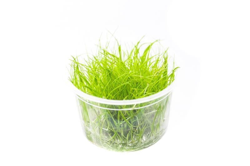 Dwarf hairgrass UNS Tissue Culture - AquaticMotiv