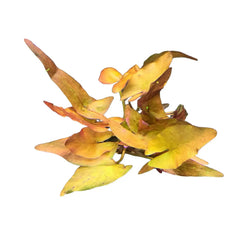Dried autumn leaves in yellow and brown hues on dwarf lily plant