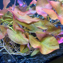 Dwarf Lily Plant - AquaticMotiv