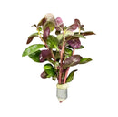 Dwarf Lobelia Cardinalis bunch in glass vase with green purple plant and moss