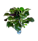 Dwarf Lobelia Cardinalis Bunch - [AquaticMotiv]