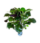 Dwarf Lobelia Cardinalis Bunch: green leafy plant with purple undersides and water droplets