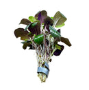 Dwarf Lobelia Cardinalis bunch of purple leaf lettuce with roots