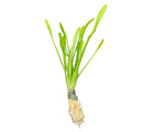 Dwarf Sagittaria Subulata plant with vibrant green elongated leaves and fine roots
