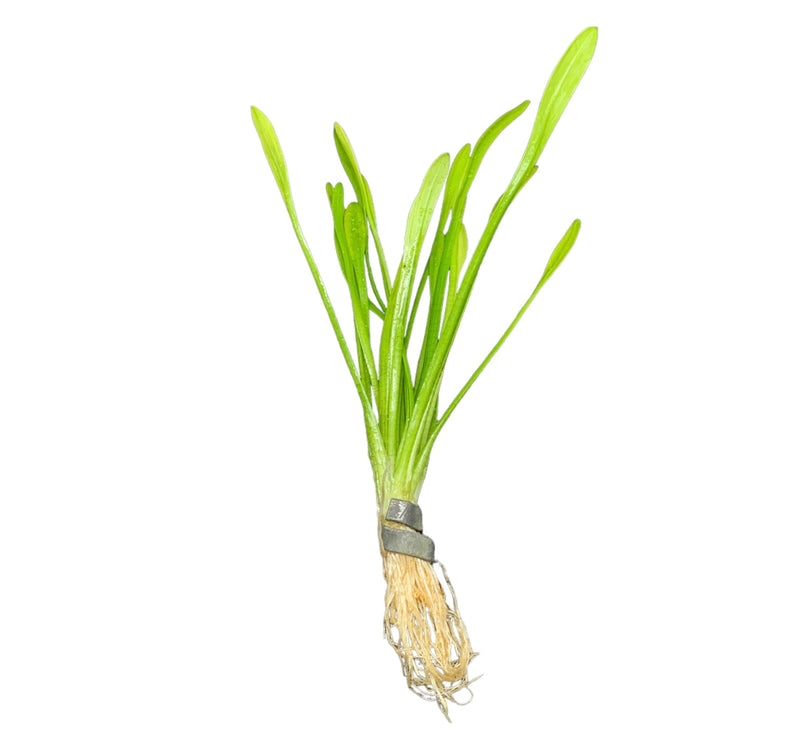 Dwarf Sag (Sagittaria Subulata 'Dwarf') - AquaticMotiv