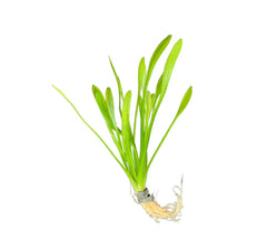 Dwarf Sagittaria Subulata plant with vibrant green elongated leaves and fine roots