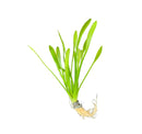 Dwarf Sagittaria Subulata plant with vibrant green elongated leaves and fine roots