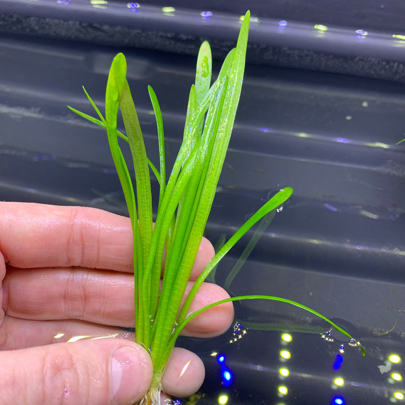 Dwarf Sag (Sagittaria Subulata 'Dwarf') - AquaticMotiv