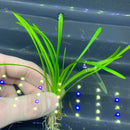 Vibrant dwarf sagittaria subulata dwarf aquatic plant with slender leaves and roots