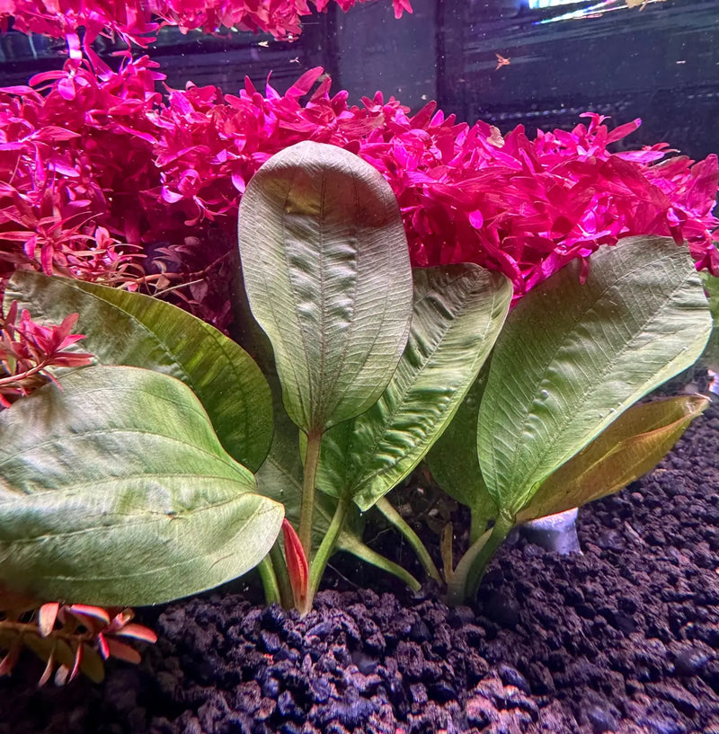 echinodorus aquarium plants Echinodorus Fancy Twist Large Sword Plant