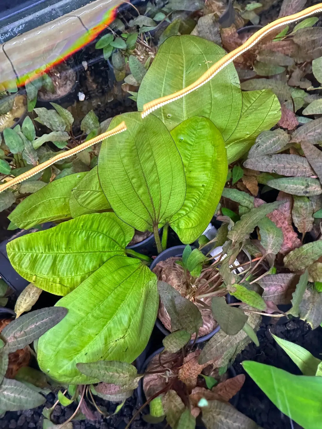 fancy pot plants Echinodorus Fancy Twist Potted Aquarium Plant