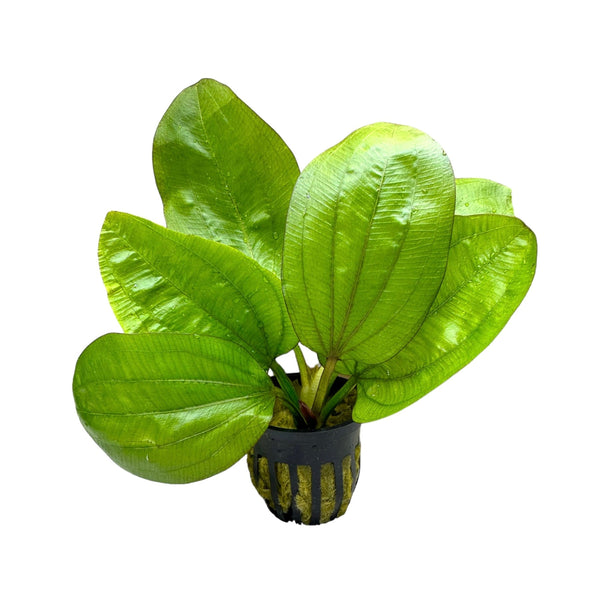 Echinodorus Fancy Twist Pot - [AquaticMotiv]