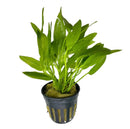 Echinodorus Ozelot Narrow Mini Pot: green aquatic plant in black pot