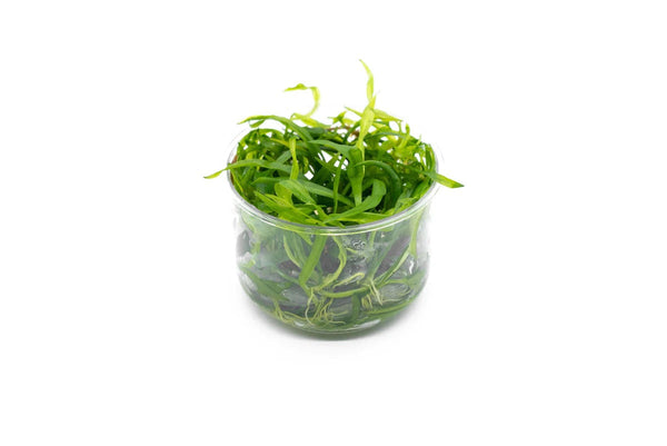 Echinodorus Quadricostatus UNS Tissue Culture - AquaticMotiv
