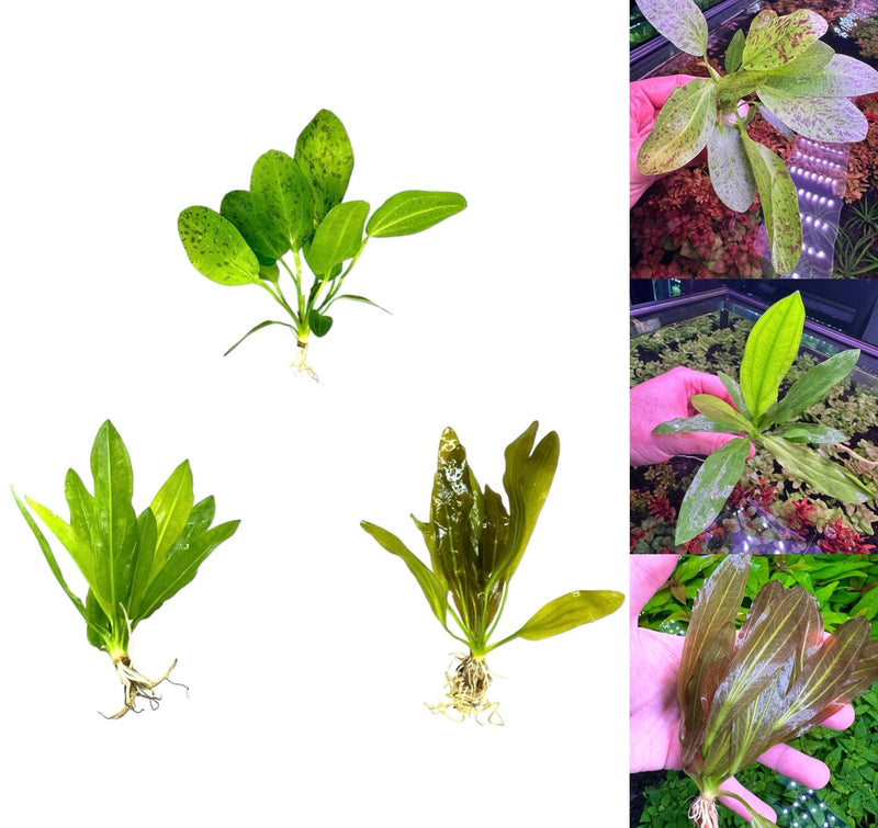 3 Echinodorus Sword Species Pack - [AquaticMotiv]