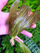 Echinodorus Sword Species Pack: dark green leaves with yellow veins and white roots
