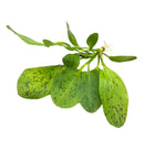 Vibrant green Echinodorus sword plant with spotted leaves and white flower