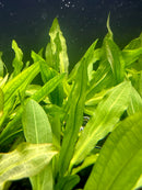 3 Echinodorus Sword Species Pack - [AquaticMotiv]