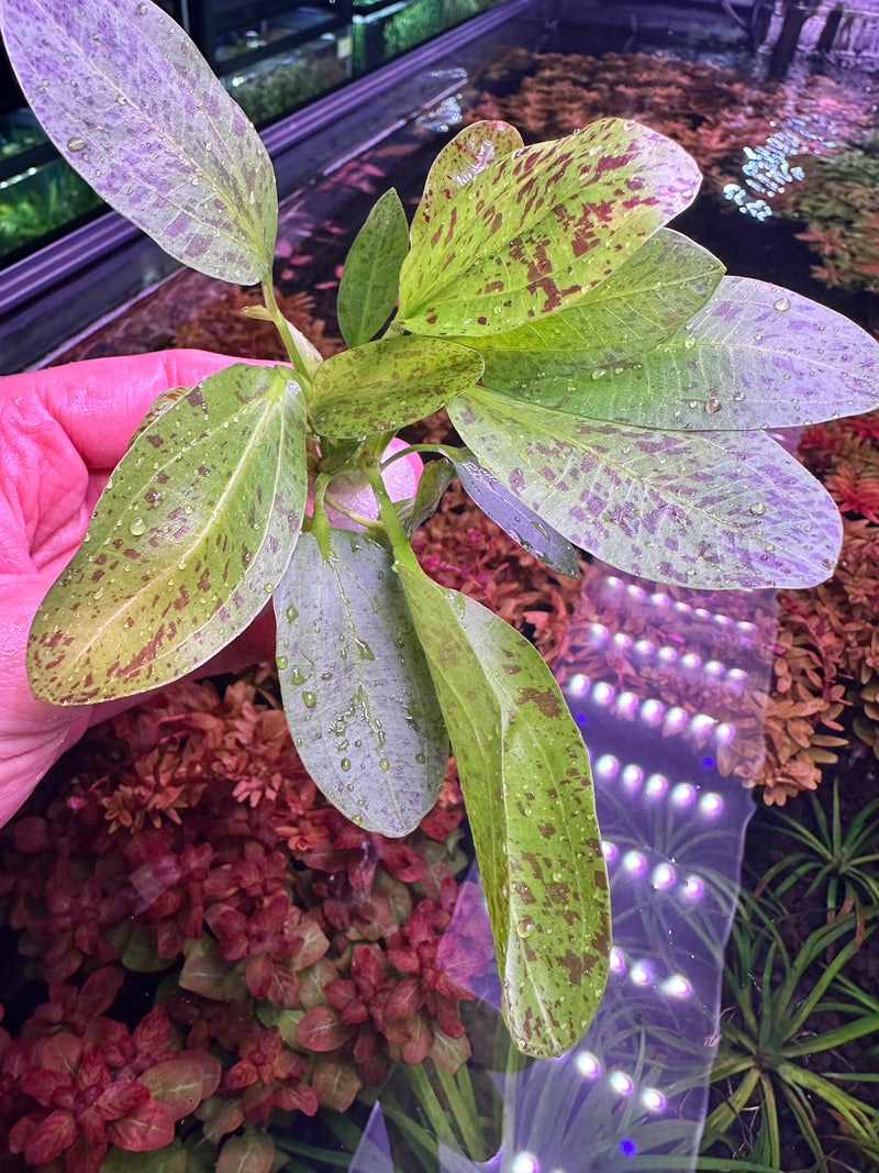 3 Echinodorus Sword Species Pack - [AquaticMotiv]